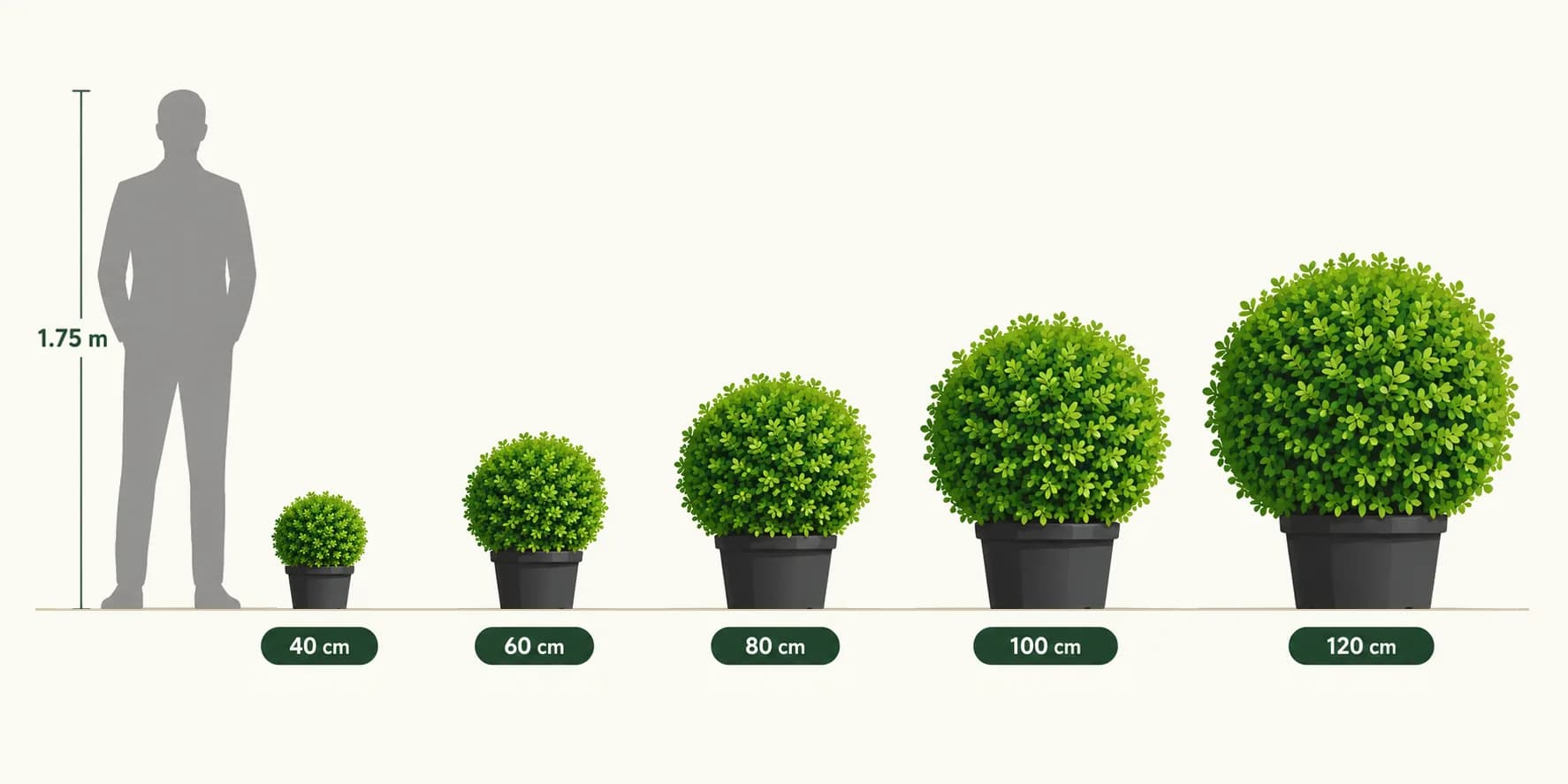 Ehretia ball sizes 40, 60, 80, 100 and 120 cm drawn to scale next to a 1.75 m person