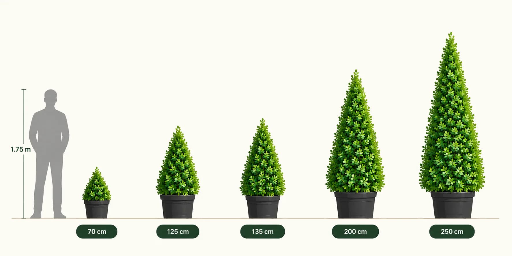 Ehretia cone plants in five sizes next to a person for scale