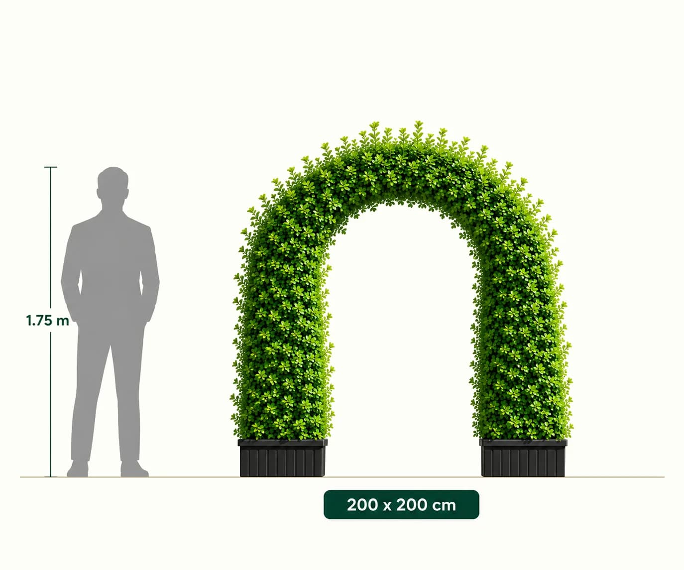 Ehretia Door arch, 200 x 200 cm, drawn to scale next to a 1.75 m person
