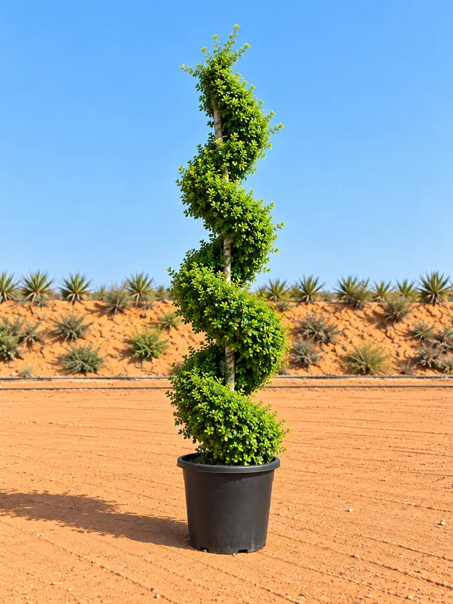 Ehretia Spiral 200 cm