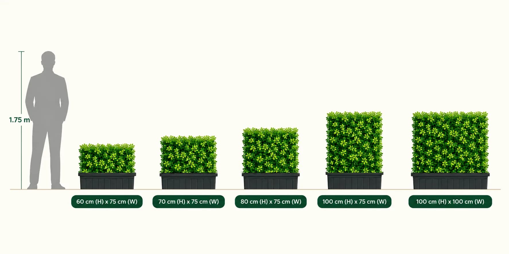 Ehretia wall panel sizes drawn to scale next to a 1.75 m person